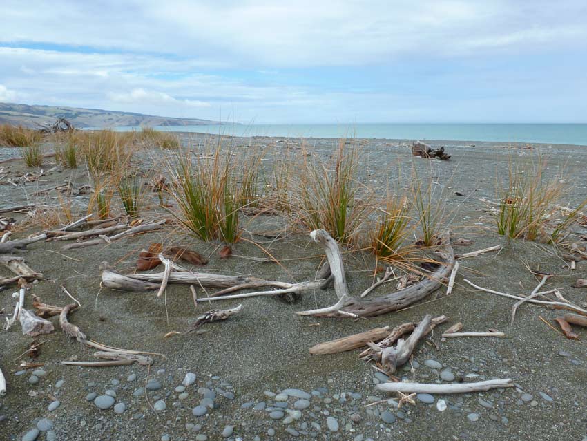 Clumps of pīngao growing among driftwood and pebbles on a grey shingle-sand beach, with calm sea and hills visible in the background.