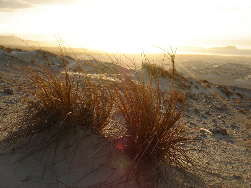 Two clumps of pīngao grass backlit by a golden sunset on a sandy dune, with coastal hills and beach stretching into the distance.