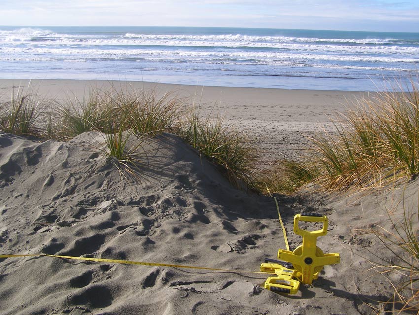 Pīngao plants growing on a coastal sand dune, with a yellow measuring tape reel in the foreground and ocean waves behind, indicating a field research site.