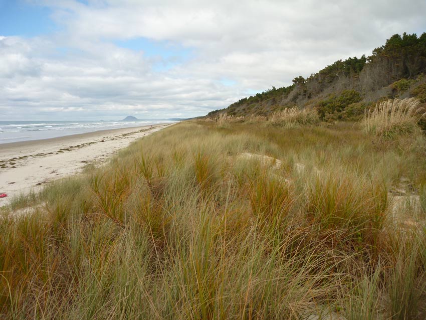 A wide view of pīngao and other grasses covering coastal sand dunes on Matakana Island, with the ocean to the left and a distant cone-shaped hill on the horizon.